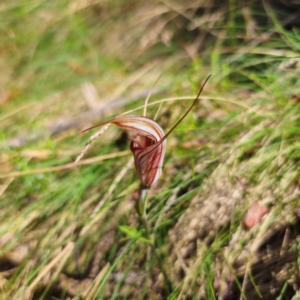 Diplodium coccinum at Namadgi National Park - suppressed