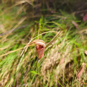 Diplodium coccinum at Namadgi National Park - suppressed