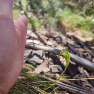 Diplodium decurvum at Namadgi National Park - 8 Feb 2024