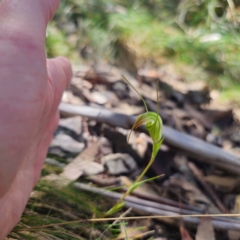 Diplodium decurvum at Namadgi National Park - suppressed