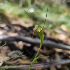 Diplodium decurvum at Namadgi National Park - suppressed