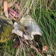 Omphalotus nidiformis (Ghost Fungus) at Cotter River, ACT - 7 Feb 2024 by Csteele4