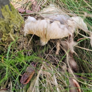 Omphalotus nidiformis at Namadgi National Park - 8 Feb 2024