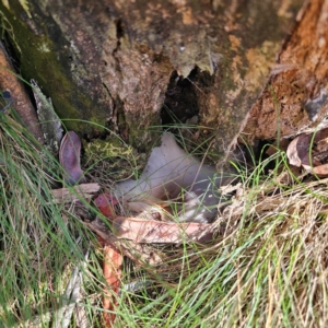 Omphalotus nidiformis at Namadgi National Park - 8 Feb 2024