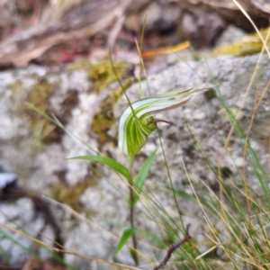 Diplodium coccinum at Namadgi National Park - 8 Feb 2024