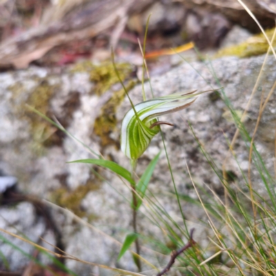 Diplodium coccinum (Scarlet Greenhood) at Cotter River, ACT - 7 Feb 2024 by Csteele4