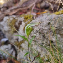 Diplodium coccinum at Namadgi National Park - 8 Feb 2024