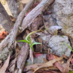 Diplodium coccinum at Namadgi National Park - 8 Feb 2024