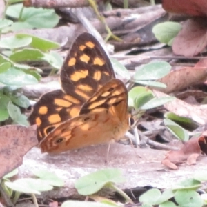 Heteronympha paradelpha at Bungonia National Park - 8 Feb 2024 03:57 PM