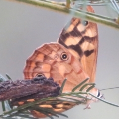 Heteronympha paradelpha at Bungonia National Park - 8 Feb 2024 03:57 PM