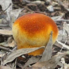 Unidentified Puffball & the like at Bungonia National Park - 8 Feb 2024 by Christine