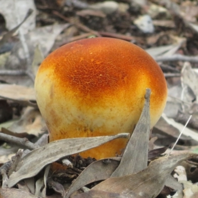 Unverified Puffball & the like at Bungonia National Park - 8 Feb 2024 by Christine