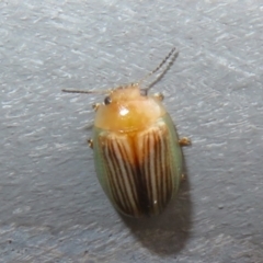 Unidentified Leaf beetle (Chrysomelidae) at Bungonia National Park - 8 Feb 2024 by Christine