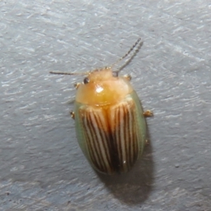 Peltoschema sp. (genus) at Bungonia National Park - 8 Feb 2024