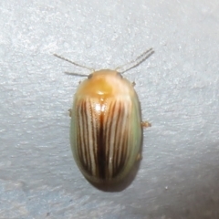 Peltoschema sp. (genus) at Bungonia National Park - 8 Feb 2024