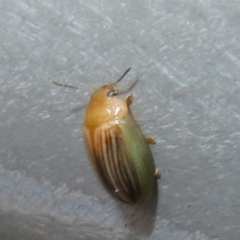 Peltoschema sp. (genus) at Bungonia National Park - 8 Feb 2024