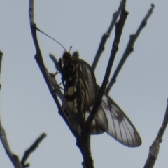 Acraea andromacha (Glasswing) at Bungonia, NSW - 8 Feb 2024 by Christine