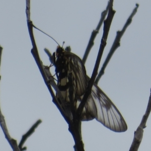 Acraea andromacha at Bungonia National Park - 8 Feb 2024