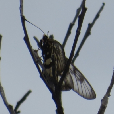 Acraea andromacha (Glasswing) at Bungonia National Park - 8 Feb 2024 by Christine