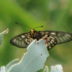 Acraea andromacha at Bungonia National Park - 8 Feb 2024 01:53 PM