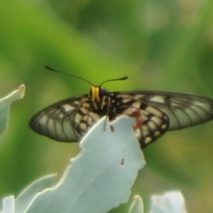 Acraea andromacha at Bungonia National Park - 8 Feb 2024