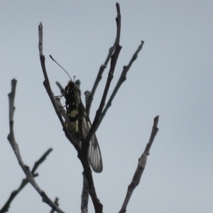 Acraea andromacha at Bungonia National Park - 8 Feb 2024