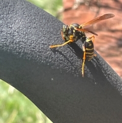 Polistes (Polistes) chinensis (Asian paper wasp) at Phillip, ACT - 9 Feb 2024 by shintoscared