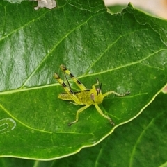 Valanga irregularis (Hedge Grasshopper) at New Italy, NSW - 9 Feb 2024 by AliClaw