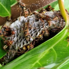 Polistes (Polistella) humilis (Common Paper Wasp) at Bundjalung National Park - 9 Feb 2024 by AliClaw