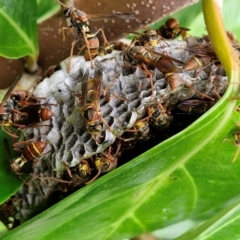 Polistes sp. (genus) (Unidentified paper wasp) at Bundjalung National Park - 9 Feb 2024 by AliClaw