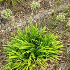 Agapanthus praecox subsp. orientalis (Agapanthus) at Manorina, VIC - 9 Feb 2024 by Steve818