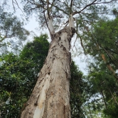 Eucalyptus cypellocarpa at Cabbage Tree Creek, VIC - 9 Feb 2024