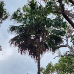 Livistona australis (Australian Cabbage Palm) at Cabbage Tree Creek, VIC - 9 Feb 2024 by Steve818