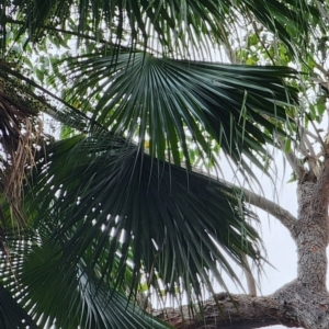Livistona australis at Cabbage Tree Creek, VIC - 9 Feb 2024