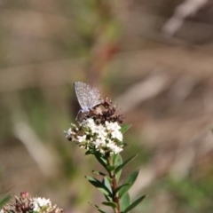 Theclinesthes serpentata (Saltbush Blue) at Tidbinbilla Nature Reserve - 6 Feb 2024 by Csteele4