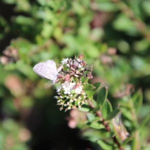 Theclinesthes serpentata at Tidbinbilla Nature Reserve - 7 Feb 2024 10:32 AM