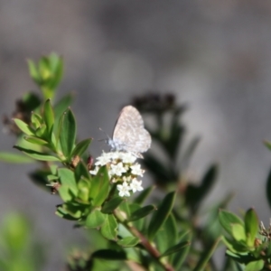 Theclinesthes serpentata at Tidbinbilla Nature Reserve - 7 Feb 2024 10:32 AM