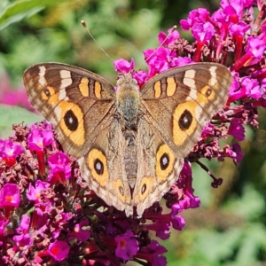 Junonia villida at QPRC LGA - 9 Feb 2024