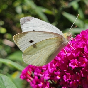 Pieris rapae at QPRC LGA - 9 Feb 2024