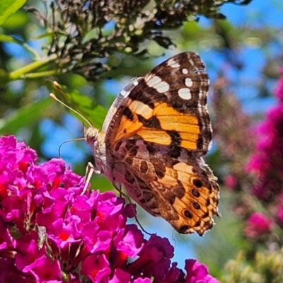 Vanessa kershawi (Australian Painted Lady) at QPRC LGA - 9 Feb 2024 by MatthewFrawley