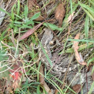 Amphibolurus muricatus (Jacky Lizard) at Mount Taylor - 7 Feb 2024 by BarrieR