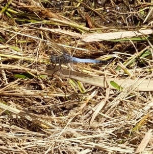 Orthetrum caledonicum at Australian National University - 9 Feb 2024