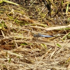 Orthetrum caledonicum at Australian National University - 9 Feb 2024 01:15 PM