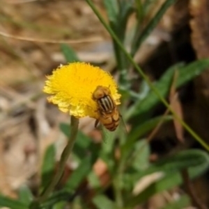 Eristalinus punctulatus at Hackett, ACT - 8 Feb 2024