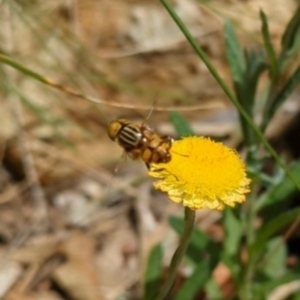 Eristalinus punctulatus at Hackett, ACT - 8 Feb 2024 03:25 PM