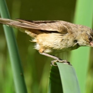 Acrocephalus australis at Jerrabomberra Wetlands - 9 Feb 2024