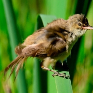 Acrocephalus australis at Jerrabomberra Wetlands - 9 Feb 2024