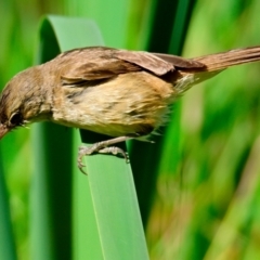 Acrocephalus australis at Jerrabomberra Wetlands - 9 Feb 2024