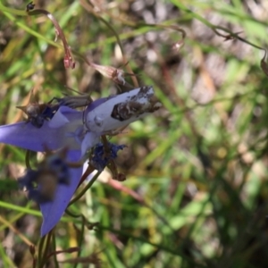 Armactica conchidia at Lyons, ACT - 9 Feb 2024