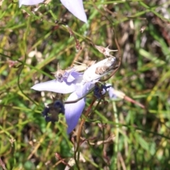 Armactica conchidia at Lyons, ACT - 9 Feb 2024